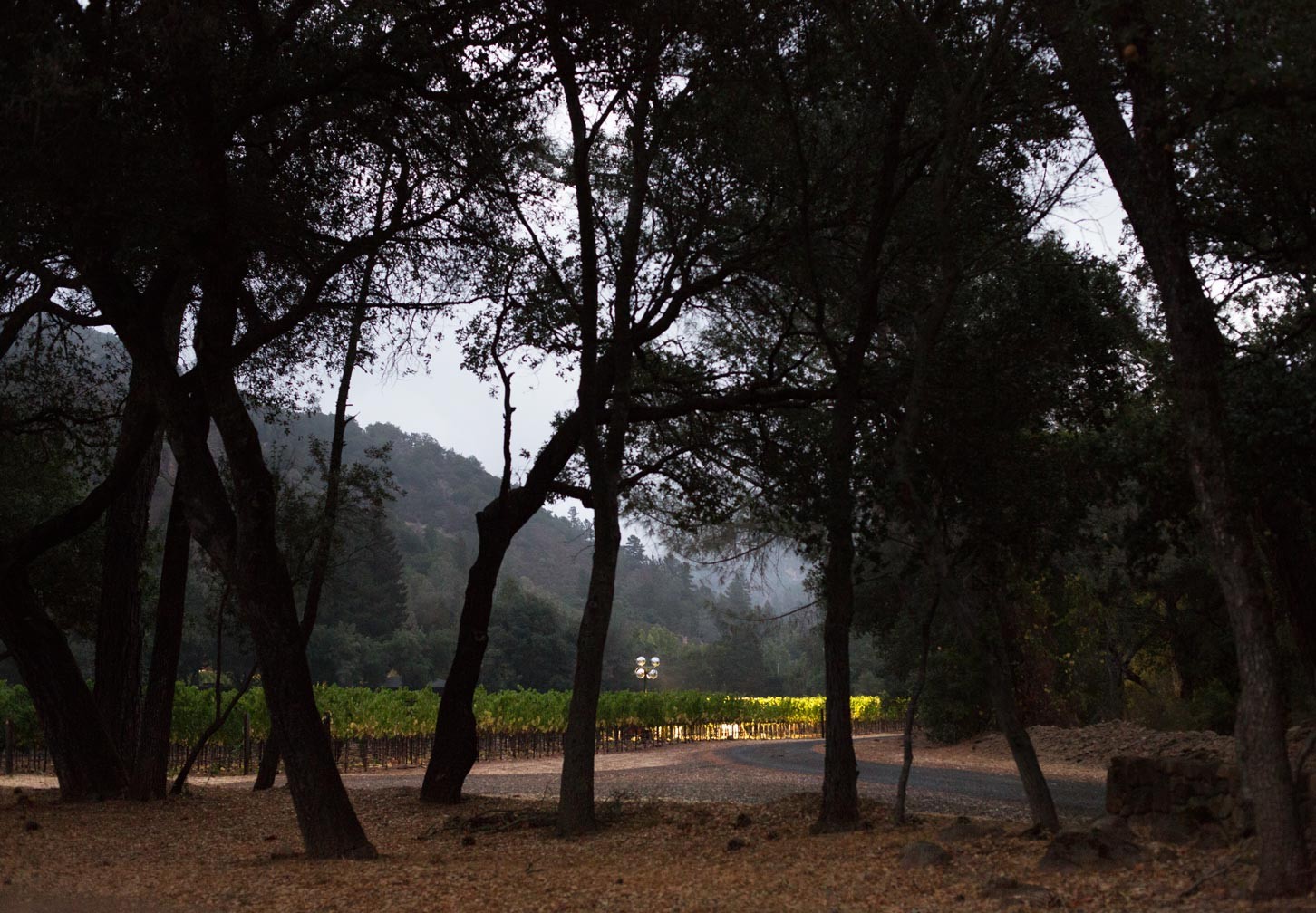 vines through trees