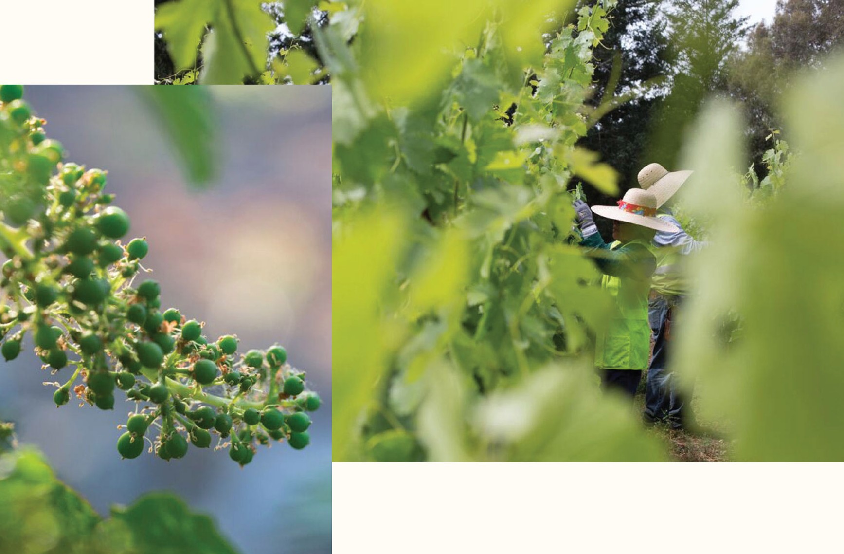 grape berries and people picking