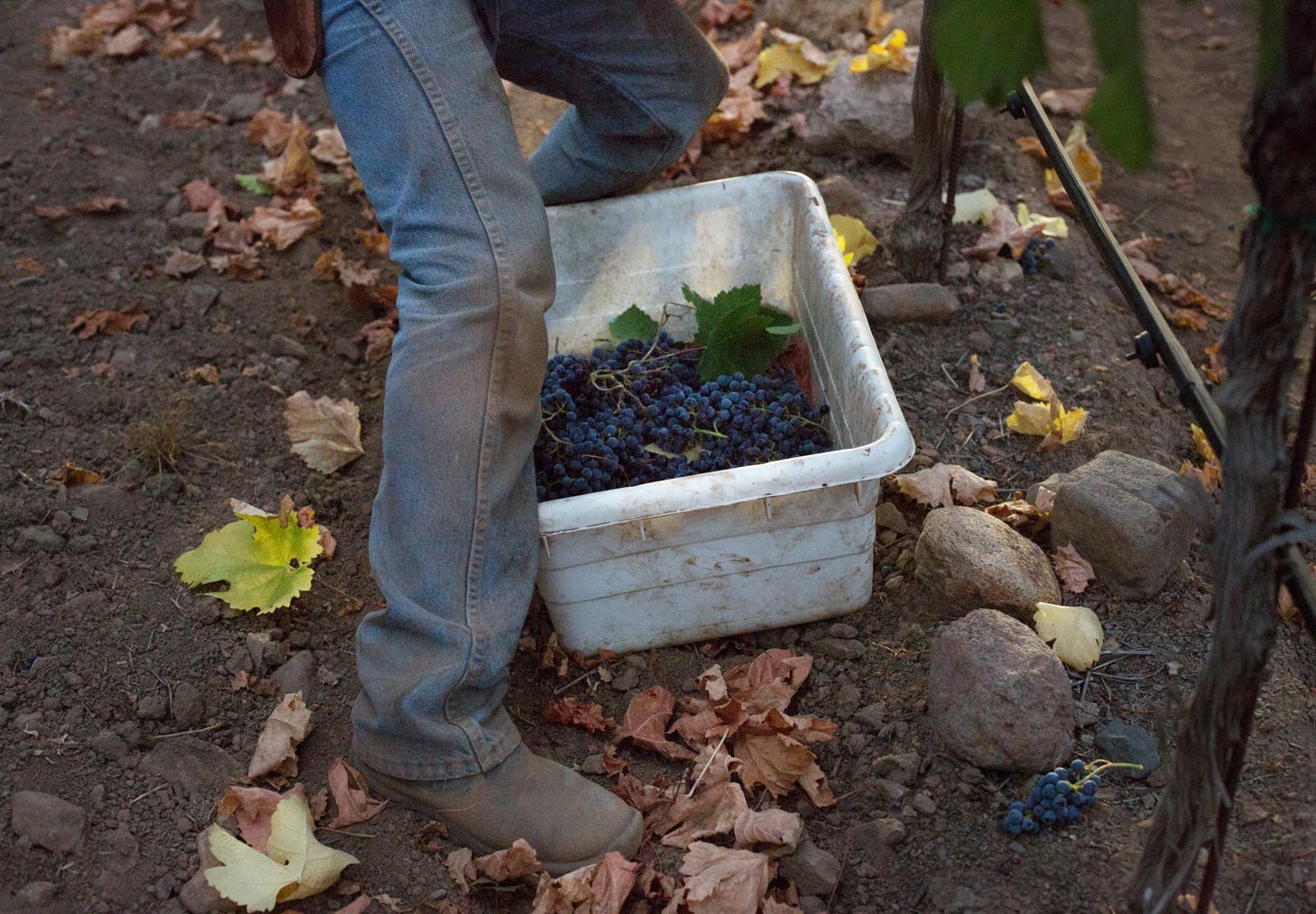 grape bin