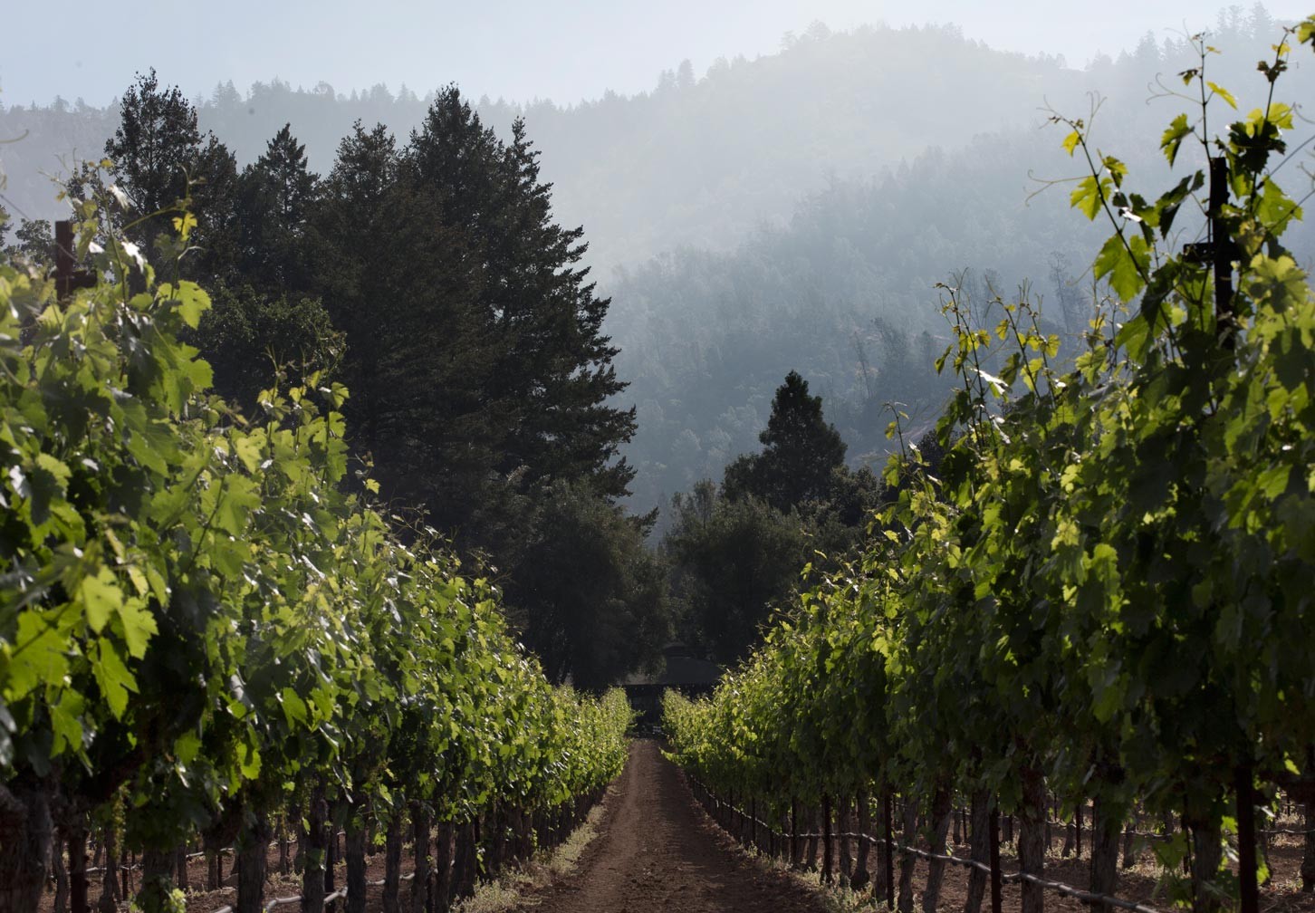 vineyard rows