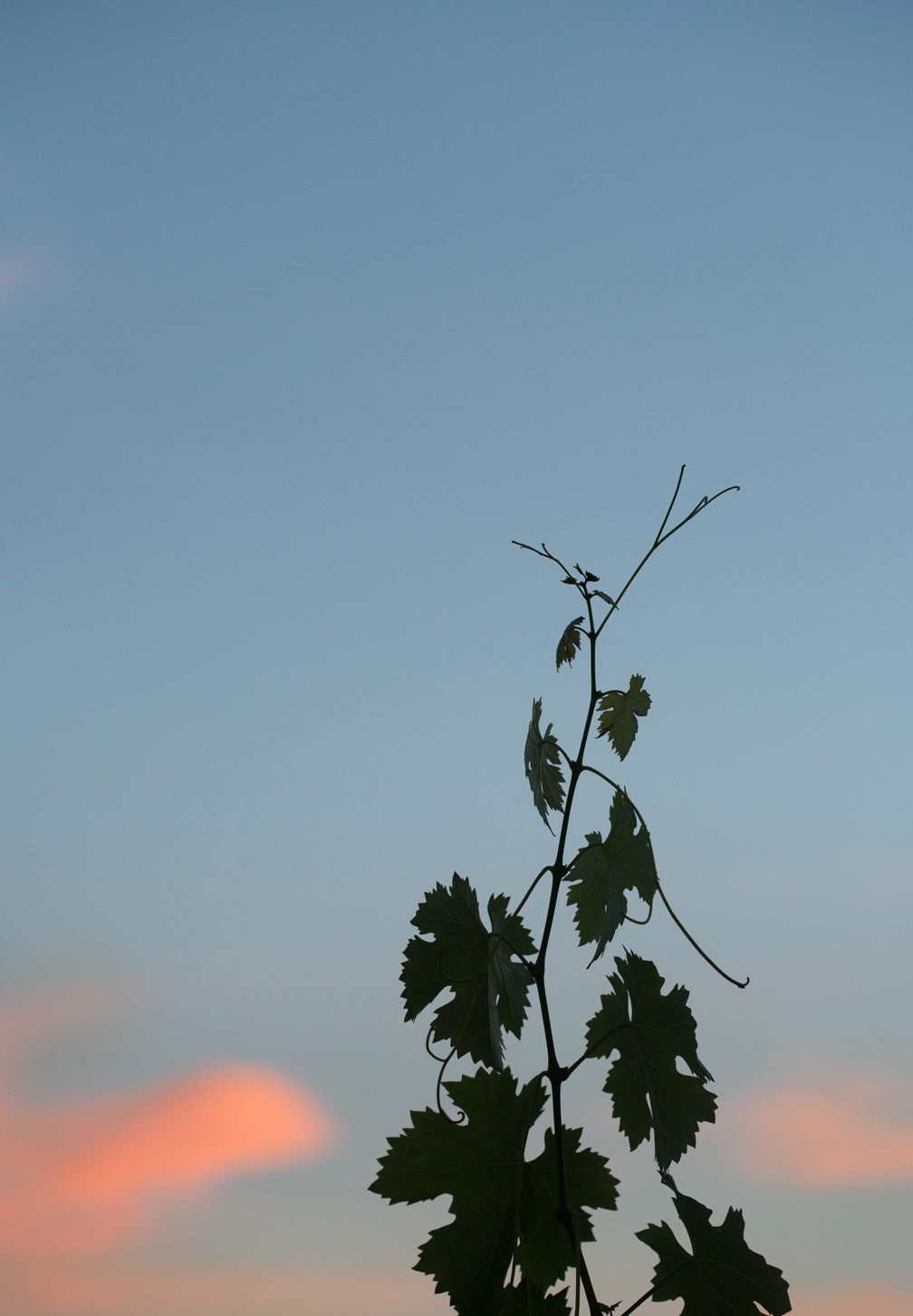 vine at sunset