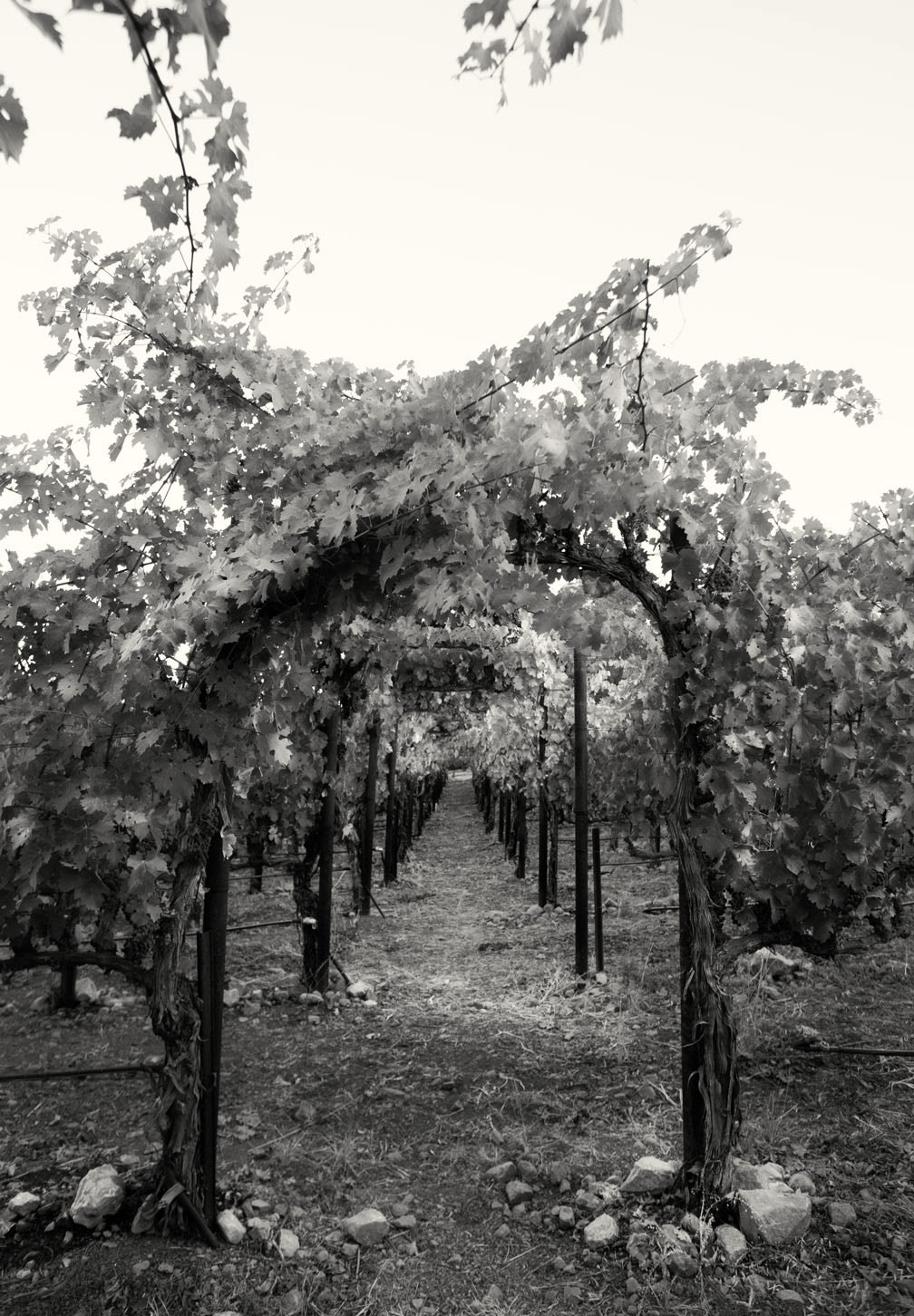 hourglass winery